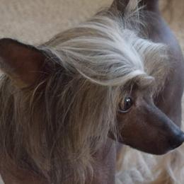 Mr. Love - Chinese Crested