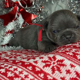 Missy - Blue female French Bulldog puppy in Waitts Lake, Washington from Best Friend standard Frenchies