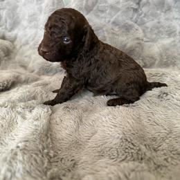 AKC Otto - Brown male Poodle puppy in Tecumseh, Oklahoma from Poodles in the Garden