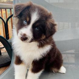 Miniature Australian Shepherds and Toy Australian Shepherds from Diamond M Toy & Mini Aussies