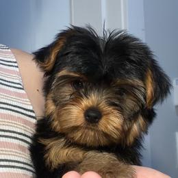 Francia - Blue and gold female Yorkshire Terrier puppy in Fort Myers, Florida from Katherine’s Yorkies and Poodles