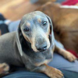 Sheldon - Dachshund
