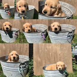 Golden Retriever Puppies from Joyfully Golden