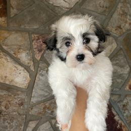 Havanese Puppies from Havan Sent Havanese