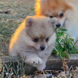Benji - Red sable male Pomeranian puppy in Fort Worth, Texas from Picture Perfect Poms