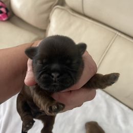 Boy 2 - Sable male Shih Tzu puppy in Lansing, Michigan from Cherie’s Purebred Shih Tzu’s