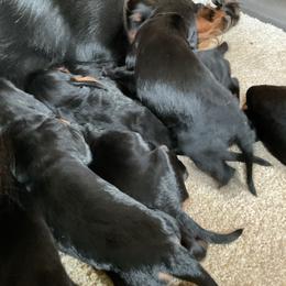 Girl 4 - Black and tan female Gordon Setter puppy in Gordonville, Pennsylvania from Blue Ribbon Setters
