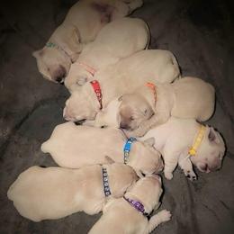 1st pick of the boys - Golden male Golden Retriever puppy in Fithian, Illinois from LOMAH Retrievers