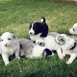 "2021 Border Collie Litter" Border Collie Puppies from Ranch Girl Border Collies