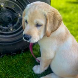 Labrador Retriever Puppies from Landon J Farms Labrador Retrievers