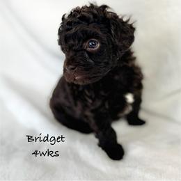 Bridget - Chocolate female Yorkipoo puppy in Waldorf, Maryland from Luv My Yorkies, LLC