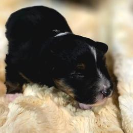 Harry - Blue tri male Toy Australian Shepherd puppy in Viking, Minnesota from Son Shine Farm