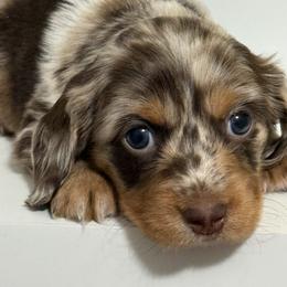 Dapple light - Dapple female Dachshund puppy in Buckeye, Arizona from Ryder's Roundup