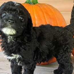 Poodles from Carltons Precious Poodles