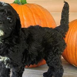 Poodles from Carltons Precious Poodles