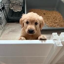 Theodore - Dark golden male Golden Retriever puppy in Waddell, Arizona from Sunshine Mountain Retrievers