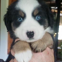Australian Shepherd Puppies from Aussieway