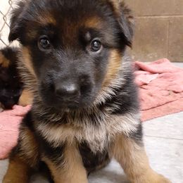 German Shepherd Puppies from Zwinger vom Roten Wald