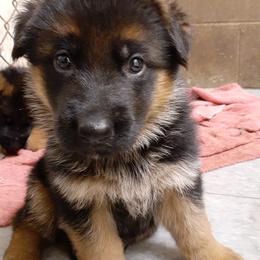 German Shepherd Puppies from Zwinger vom Roten Wald