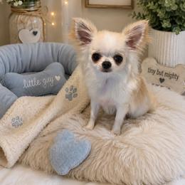 Biscuit - Cream and white male Chihuahua puppy in Smyrna, Georgia from GeorgiasChihuahuas