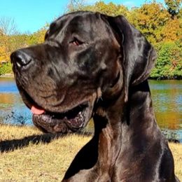 Lily - Great Dane