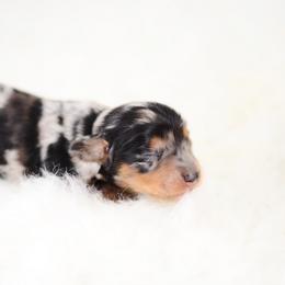 Peter - Black and tan male Dachshund puppy in Neosho, Missouri from Tinker Toy Doxies