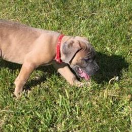 Red Collar Female - Gray and fawn female Cane Corso puppy in Lewistown, Montana from Corsi Amore Kennels