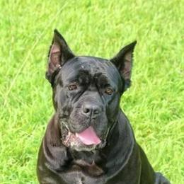 Cane Corso and Shetland Sheepdog All Grown Up from Redemption Kennels