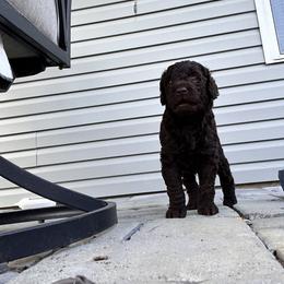 Goldendoodle Puppies from Diverse Nurturing Affectionate Doodle Kennel