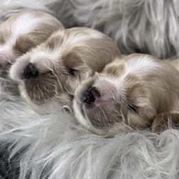 Cocker Spaniel puppies from Ozark Haven Farm