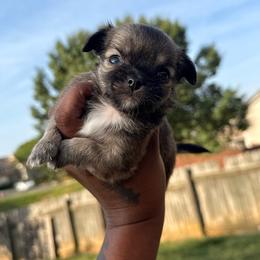 Sparkle - Sable spotted white female Chihuahua puppy in Charlotte, North Carolina from Lawinski’s Chihuahua World
