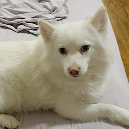 Daphne - White female Pomsky puppy in Bolton, Connecticut from Elle Pomsky