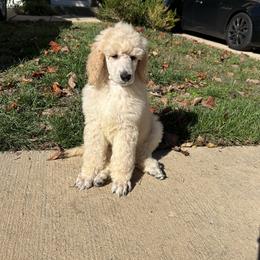 Beaux - Apricot male Poodle puppy in Upper Marlboro, Maryland from CURLS KENNEL