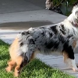 KODA - Australian Shepherd