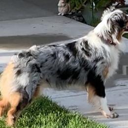 KODA - Australian Shepherd