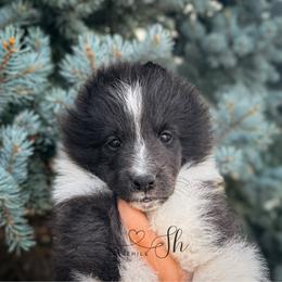Pixie - Black and white female Shetland Sheepdog puppy in Windsor, Colorado from Shirehill Shelties