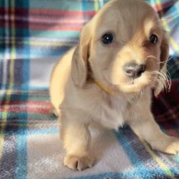 Sparkler - Cream male Dachshund puppy in Sacramento, California from MiniDoxPups