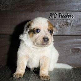 Gatsby - Red speckled male Australian Cattle Dog puppy in Runnels County, Texas from MC Heelers & Aussies