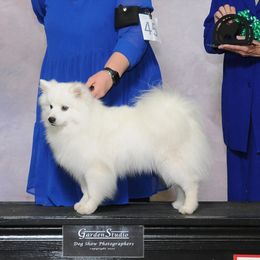 Joey - American Eskimo Dog