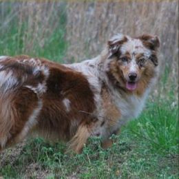 Astin - Australian Shepherd