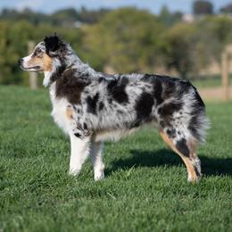 Luna - Australian Shepherd