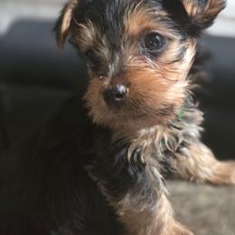Clover - Black and tan male Yorkshire Terrier puppy in Conyers, Georgia from Furrever Puppy Co.