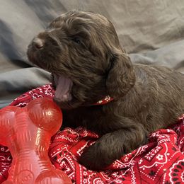 JL - Chocolate male Boykin Spaniel puppy in Van Buren, Arkansas from Arklahoma Boykins