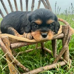 Benedict akc - Black and tan male Cavalier King Charles Spaniel puppy in El Campo, Texas from Longhorn Cavaliers