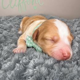 Clifford - Caramel red male Australian Labradoodle puppy in Ponchatoula, Louisiana from Cajun Land Doodles
