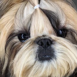 Selah - Shih Tzu
