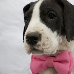Great Dane Puppies from Cook’s Gentle Giants