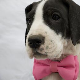 Great Dane Puppies from Cook’s Gentle Giants