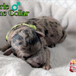 Lime Boy - Merle male Shihpoo puppy in Rockledge, Florida from Stormie's Doodles