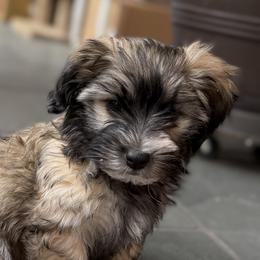 Renne - Gold sable female Havana Silk Dog puppy in Marlboro, Vermont from Maplewood Silks